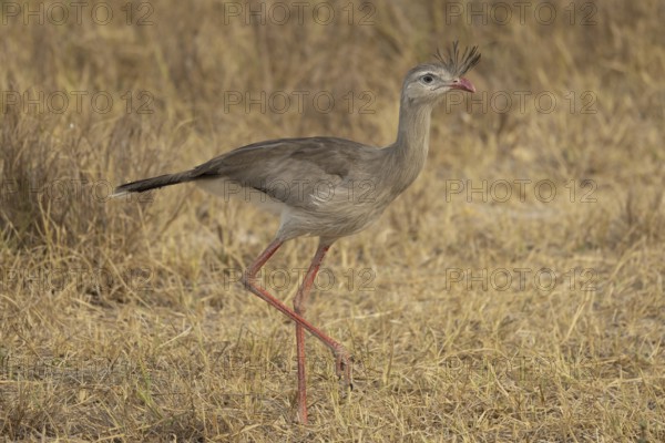 Red-footed seriema (Cariama cristata), grass savannah, Pantanal, Brazil, South America