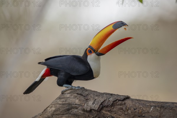 Giant toucan (Ramphastos toco), throws up food, Pantanal, Brazil, South America