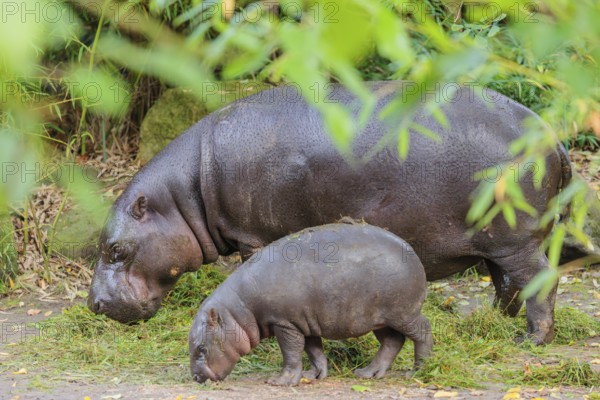 A baby pygmy hippopotamus and its mother (Choeropsis liberiensis) eating grass at a feeding site