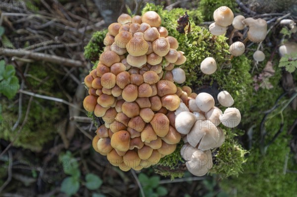 Kuehneromyces mutabilis (Kuehneromyces mutabilis) and Mycena zephirus (Mycena zephirus) on a tree