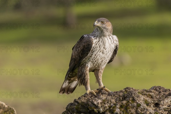 Bonelli's eagle (Aquila fasciata), on stone, Sierra Morena, Andalusia, Spain, Europe