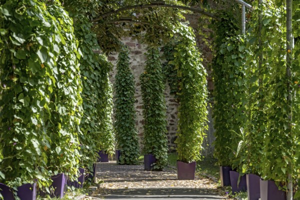 Pergola with showy bindweed (Ipomoea) in pots to the bee market Passage through medieval city
