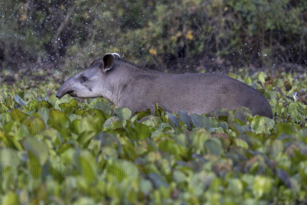 Lowland tapir (Tapirus terrestris), running between floating plants, Rio Claro, Pantanal, Brazil,
