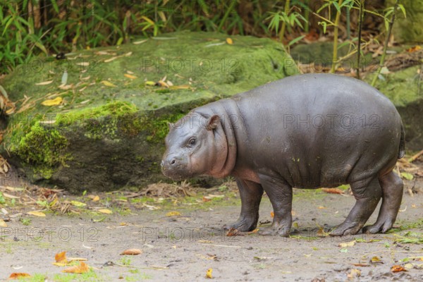 A baby pygmy hippopotamus (Choeropsis liberiensis) stands on a riverbank