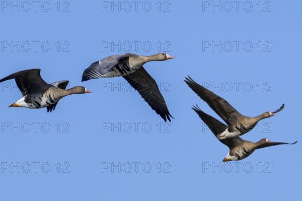 Flock of migrating greater white-fronted geese (Anser albifrons) in flight against blue sky in