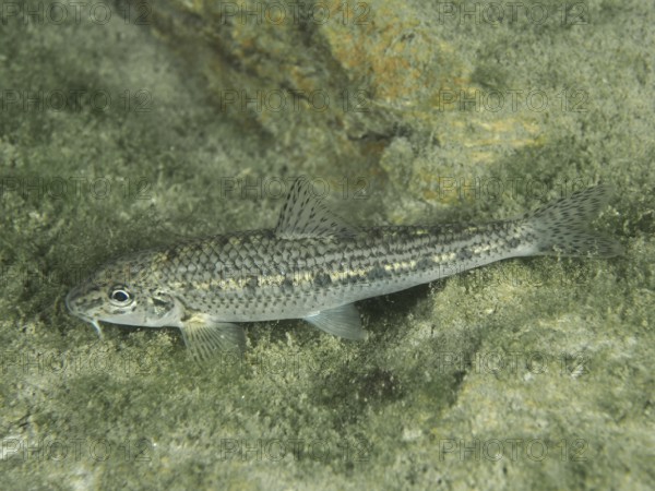 A grey fish, gudgeon (Gobio gobio), resting on a rock covered with algae, dive site Zollbrücke,