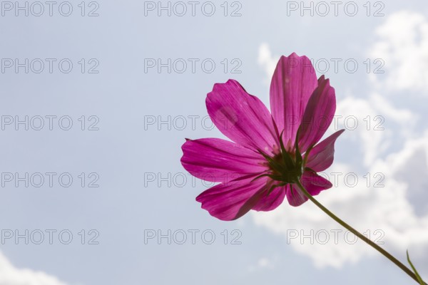 Flower of the Cosmea from below, Saxony, Germany, Europe