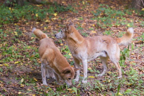Two New Guinea singing dog or New Guinea Highland dog (Canis hallstromi) (Canis dingo hallstromi,