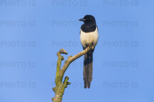 European Magpie, (Pica pica), adult bird perched on a dead tree branch, against a clear blue sky,