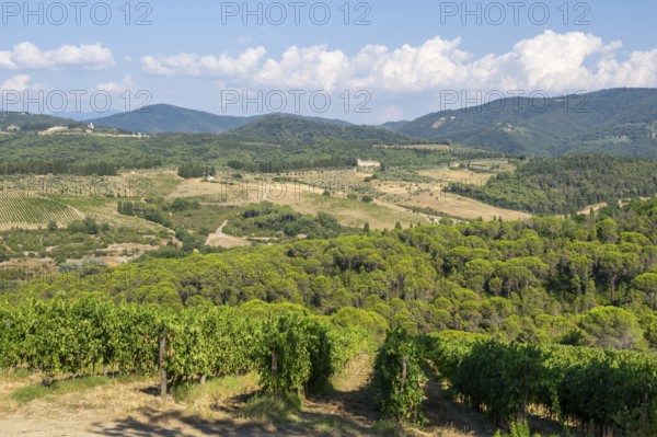 Tuscan landscape, country estate with vineyards, forests, olive trees and cypresses in Chianti,