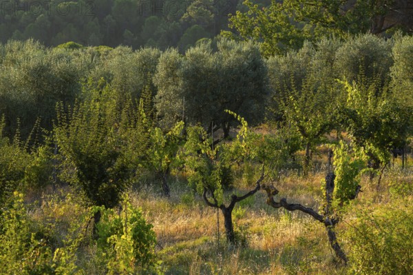 Tuscan landscape at sunrise, country estate with vineyards, forests amd olive trees in Chianti,