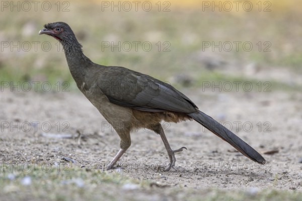 Chacochachalaca (Ortalis canicollis), Pantanal, Brazil, South America