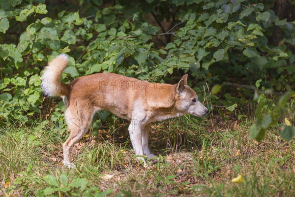One New Guinea singing dog or New Guinea Highland dog (Canis hallstromi) (Canis dingo hallstromi,
