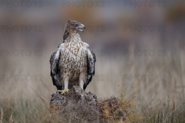 Bonelli's eagle (Aquila fasciata), on tree stump, La Mancha, Spain, Europe