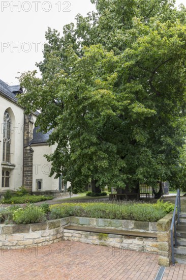Very old summer lime tree (Tilia platyphyllos) in the churchyard of the Emmaus Church in Kaditz,