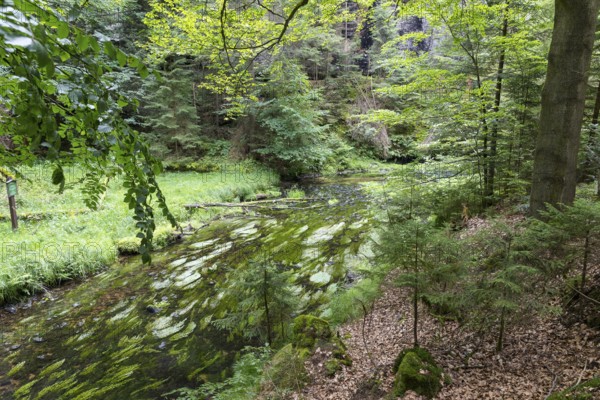 Kirnitzsch in the Kirnitzsch Valley, Sebnitz, Saxon Switzerland, Saxony, Germany, Europe