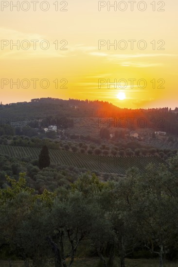 Tuscan landscape at sunset, country estate with olive trees in Chianti, Chianti Region, Tuscany,
