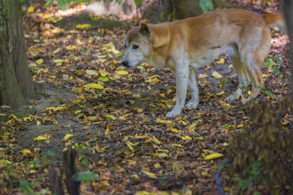 One New Guinea singing dog or New Guinea Highland dog (Canis hallstromi) (Canis dingo hallstromi,