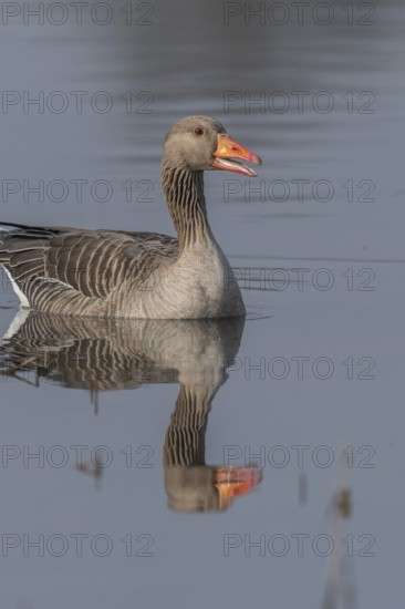 Greylag goose (Anser anser) swimming on a pond in a nature reserve. Lower Rhine, Alsace, France,