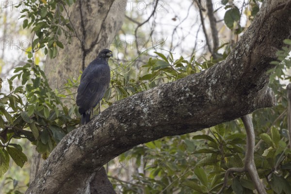 Black buzzard (Buteogallus urubitinga), on a tree, Pantanal, Brazil, South America