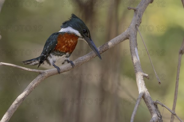 Amazon Kingfisher (Chloroceryle amazona), m, on branch, Pantanal, Brazil, South America