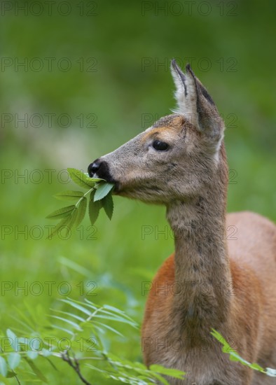 Roe deer (Capreolus capreolus), doe eating leaves of a rowan, mountain ash (Sorbus aucuparia),