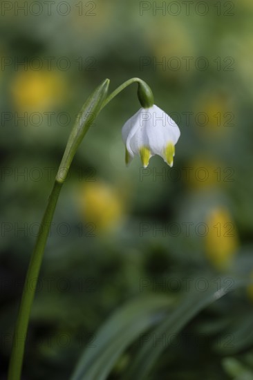 Spring snowflake (Leucojum vernum), Emsland, Lower Saxony, Germany, Europe