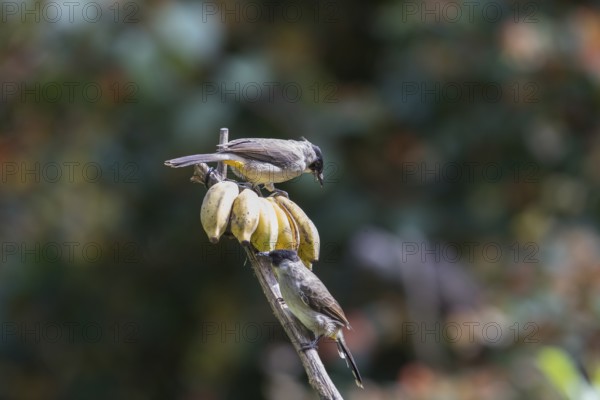 Sooty-crested Bulbul (Pycnonotus aurigaster), Phetchaburi, Kaeng Krachan National Park, Thailand,