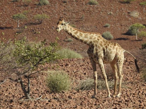 A giraffe stands next to a tree in a dry, red desert landscape, Giraffe (Giraffa Camelopardalis),