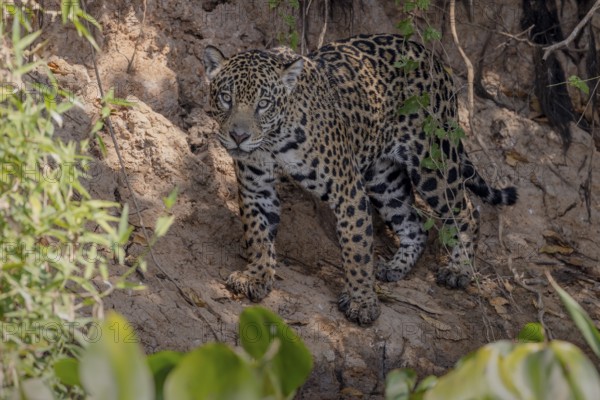 Jaguar (Panthera onca) on a steep bank, Pantanal, Brazil, South America