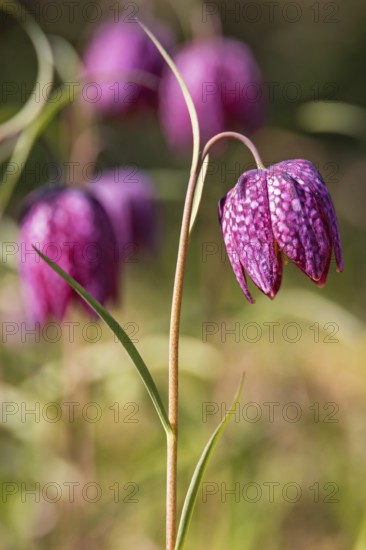 Close up at a Snake's head fritillary (Fritillaria meleagris) in bloom