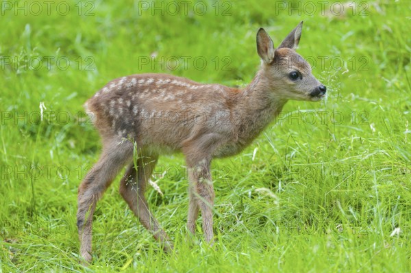 Roe deer (Capreolus capreolus), fawn standing in a meadow and licking grasses with its tongue,
