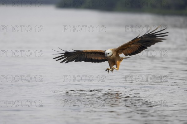 Fish hawk (Busarellus nigricollis), approaching prey, Pantanal, Brazil, South America