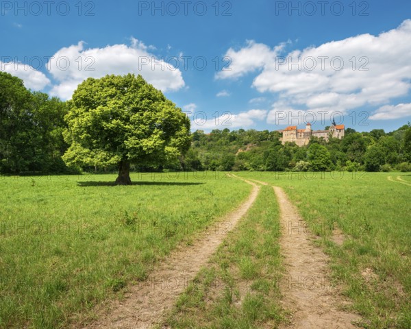 Field path through landscape in the Saale valley near Naumburg in spring, in front a solitary lime