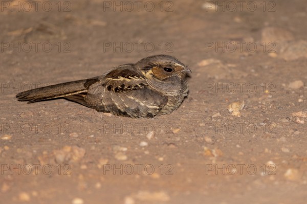 Pauraque nightjar (Nyctidromus albicollis), on the ground, at night, Pantanal, Brazil, South