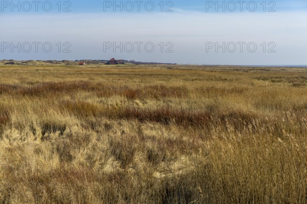 The East Frisian North Sea island of Juist in winter, marshy meadows in the west of the island,
