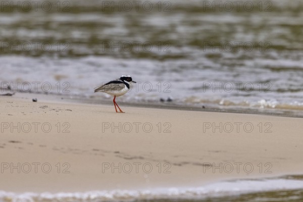Cayenne lapwing (Hoploxypterus cayanus), sandy beach by the river, Pantanal, Brazil, South America