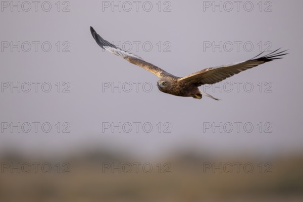 Spanish imperial eagle (Aquila Adalberti), take-off, La Mancha, Spain, Europe