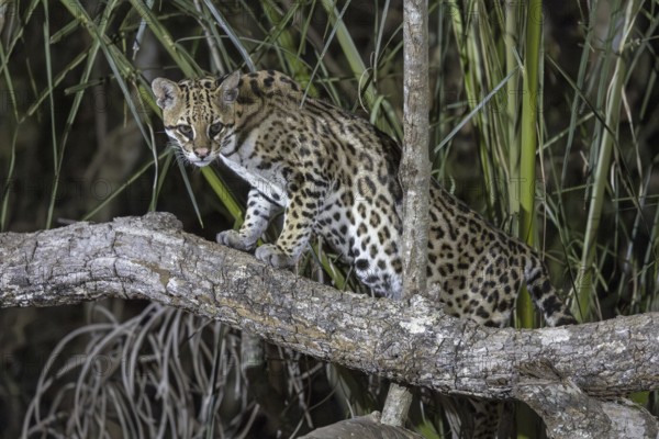 Ocelot (Leopardus pardalis), on branch, Pantanal, Brazil, South America