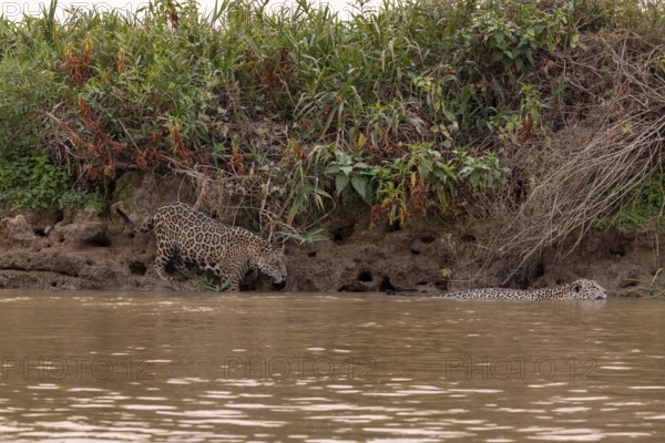 Jaguar (Panthera onca), 2 males in riparian vegetation, Pantanal, Brazil, South America