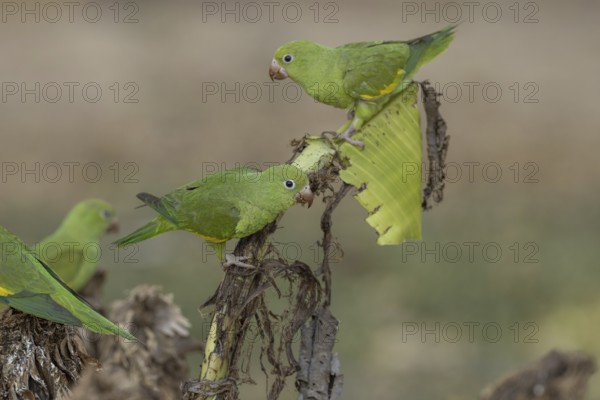 Yellow-winged Parakeet (Brotogeris chiriri) or Canary-winged Parakeet, several, on cut banana
