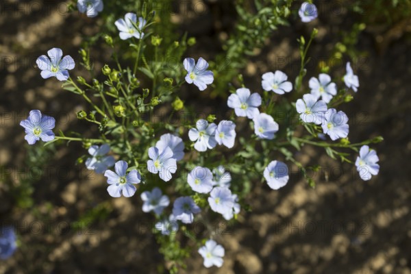 Flax field, flax (Linum) flowers in a field near Hirschstein, Saxony, Germany, Europe