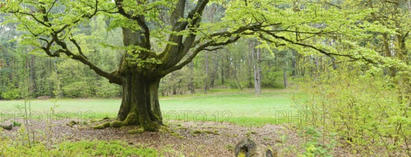 Gnarled old beech tree in the former Hutewald Halloh, Bad Wildungen, Kellerwald, Hesse, Germany,