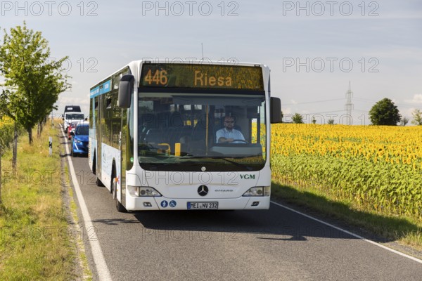 VGM bus line 446 from Meißen to Riesa between sunflower fields near Hirschstein, Saxony, Germany,