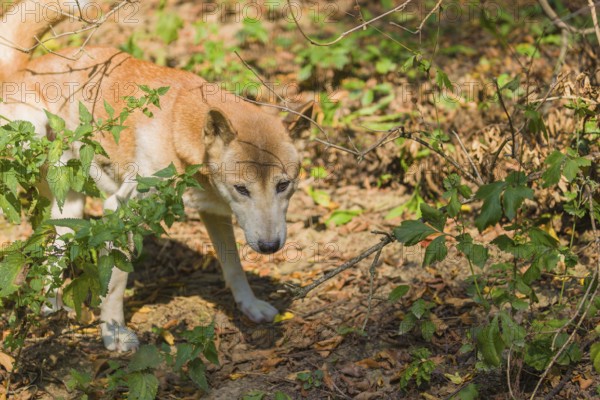 One New Guinea singing dog or New Guinea Highland dog (Canis hallstromi) (Canis dingo hallstromi,