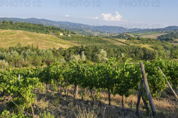 Tuscan landscape, country estate with vineyards, forests, olive trees and cypresses in Chianti,