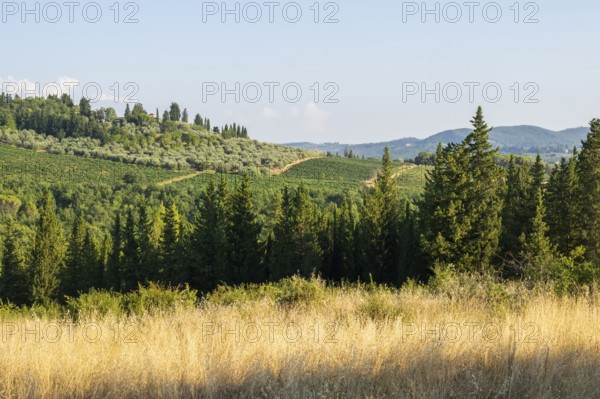 Tuscan landscape, country estate with vineyards, forests, olive trees and cypresses in Chianti,