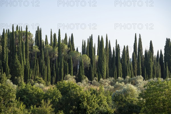 Tuscan landscape, country estate with, olive trees and cypresses in Chianti, Chianti Region,
