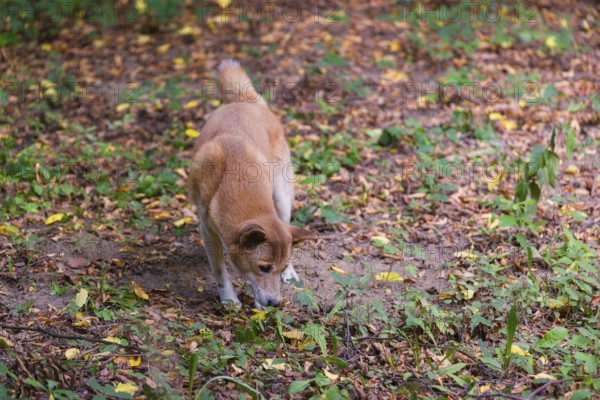 One New Guinea singing dog or New Guinea Highland dog (Canis hallstromi) (Canis dingo hallstromi,