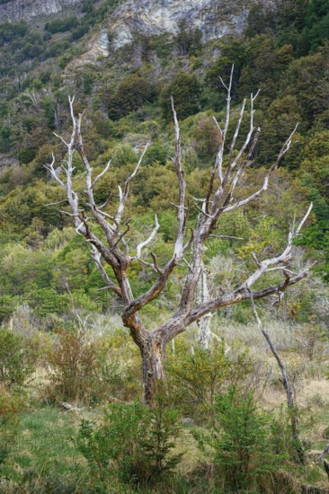 Dead tree, Senda La Baliza, Tierra del Fuego National Park, Ushuaia, Provinz Tierra del Fuego,